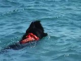 Newfoundland dog Joy Cane Terranova da Salvataggio e l'asse spinale