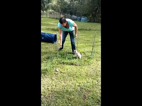 Léo, chihuahua de 3mois et demi, découvre l'agility