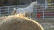 Dakoto's GoldRush 3/4 arabian palomino Gelding