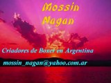 Mossin Nagan Criadores de Boxers en Argentina.wmv