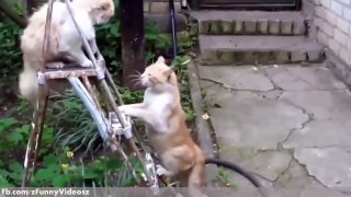 Funny cats Videos | Top 10 Funny Cats Compilation 2015 Full HD