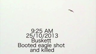 Booted Eagle shot and killed near Buskett