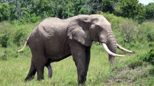 Musth male elephant behavior - Mara Conservancy