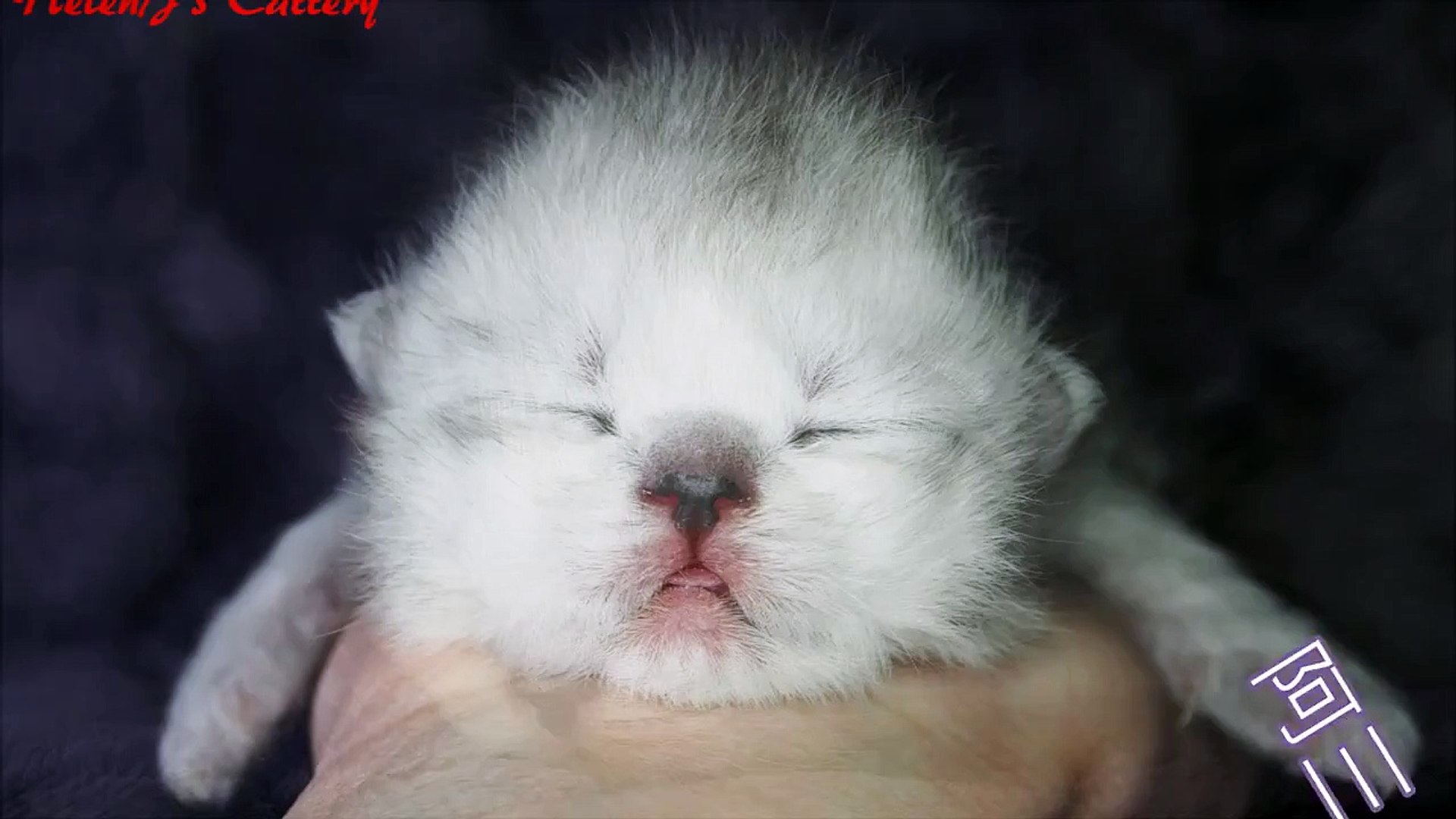 Chinchilla Kittens 2014 Day 7 金吉拉貓