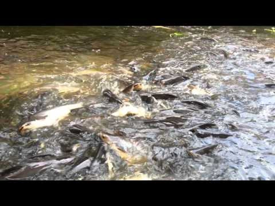 Đố các bạn nhỏ biết con gì đây? What is the animal