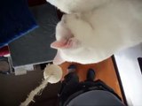 Katzenmama Mila säugt alle 5 Kätzchen zum letzten Mal