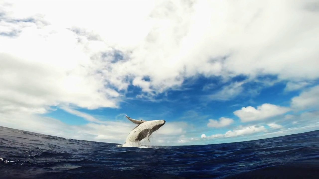 GoPro Humpback Whale Breach