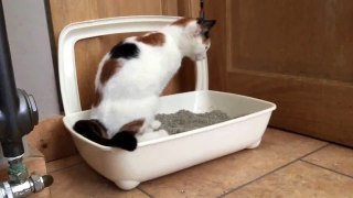 Cat wee wee! Funny cat video