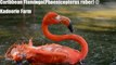 Caribbean Flamingo(Phoenicopterus ruber) @ Kadoorie Farm