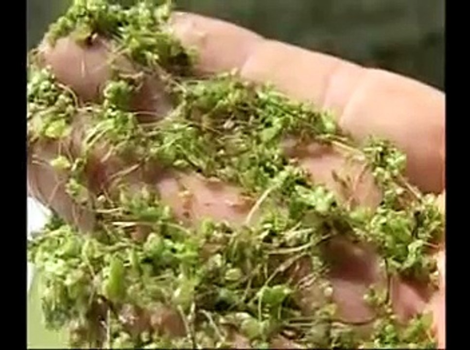 ALEJANDRO GUERRERO La Lenteja en el Lago Titicaca