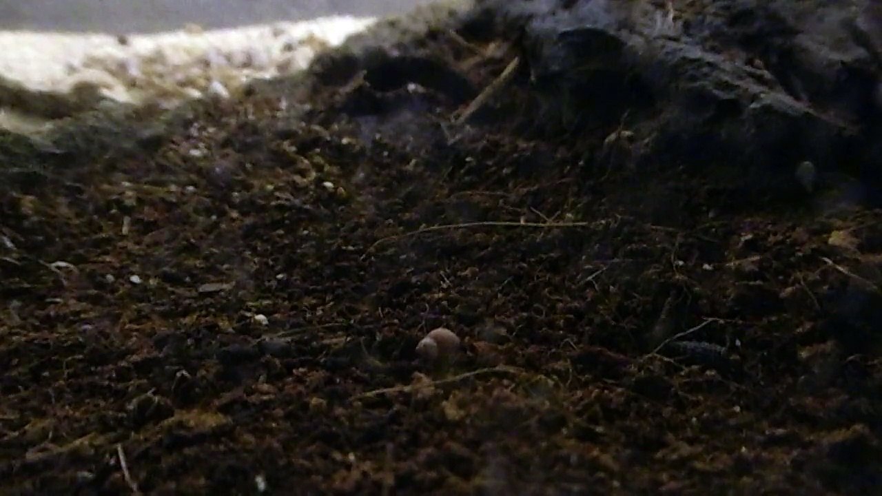 Mini-Landeinsiedlerkrebs / miniature hermit crab