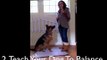 Dog Training 101: Dog Tricks: Catching Treat Off Nose- Step 1