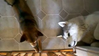 Husky and Shiba Toe Lickers