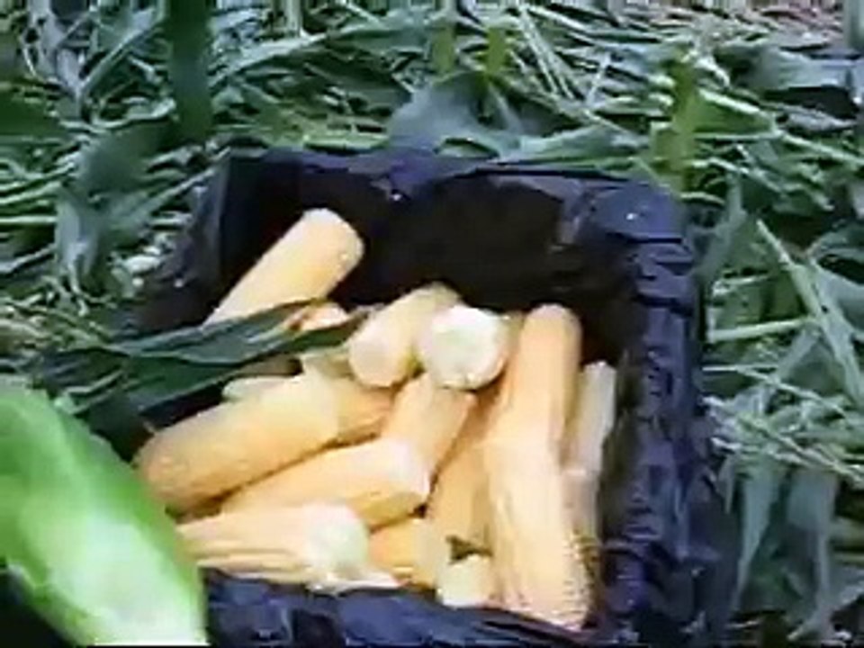 Raccoons were in my corn patch last night!!