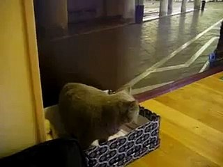 GATO HABLA CUANDO SE ENOJA / ANGRY WHEN TALKING CAT