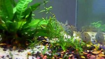 Group of spotted cory catfish (Corydoras Agassizii) in planted aquarium