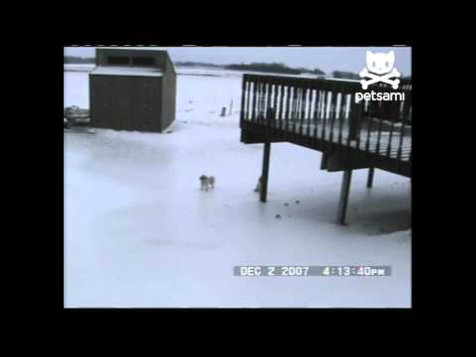 Figure skating dogs slide on ice
