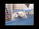 Ferret escapes from Alcatraz