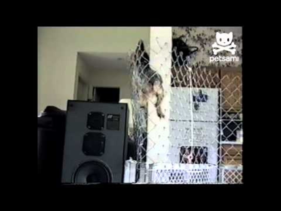 Dog climbs tall fence to freedom