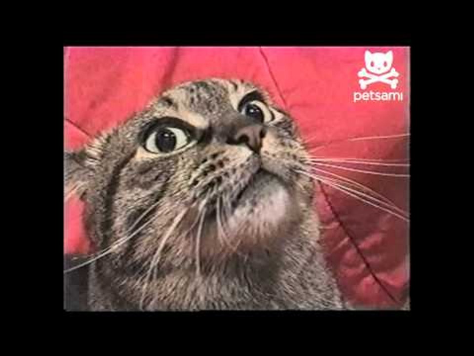 Cat gets attacked by camera shark
