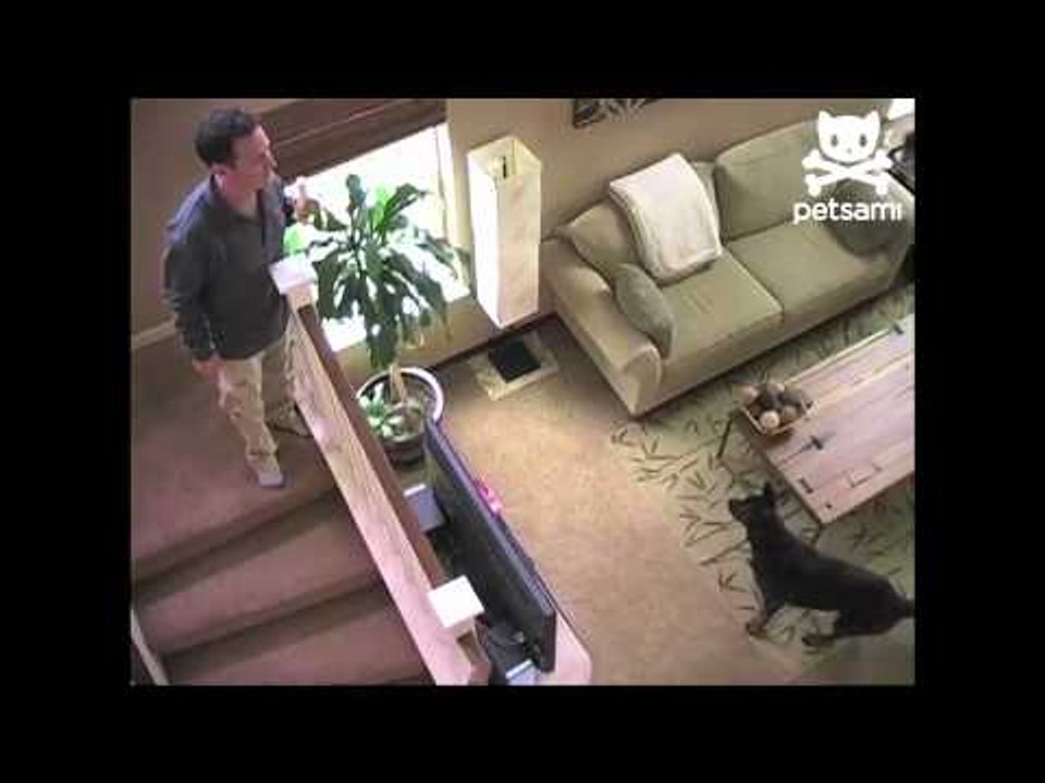 Man spits bananas into dog's mouth