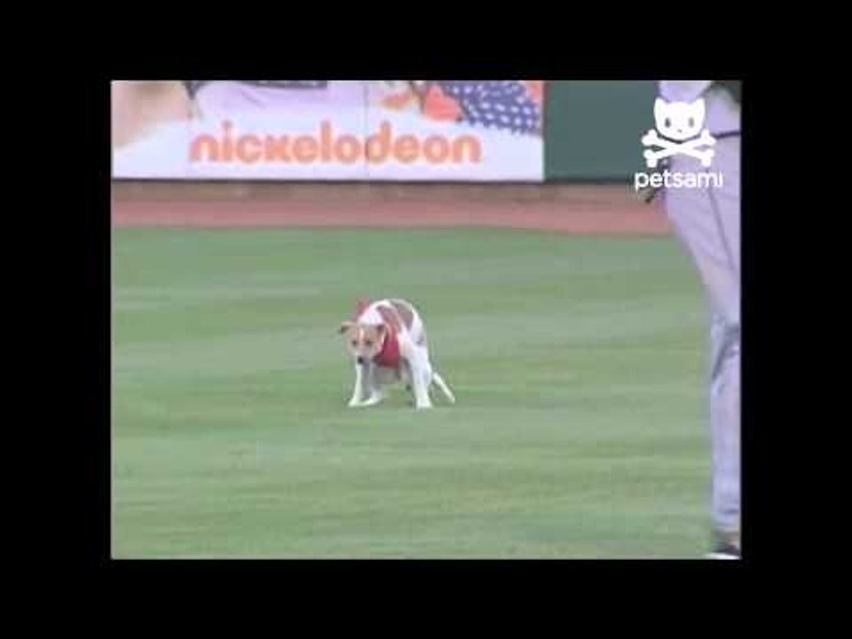 Puppy potties during baseball game