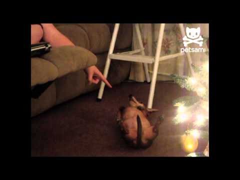 Lounging dog wags tail on command