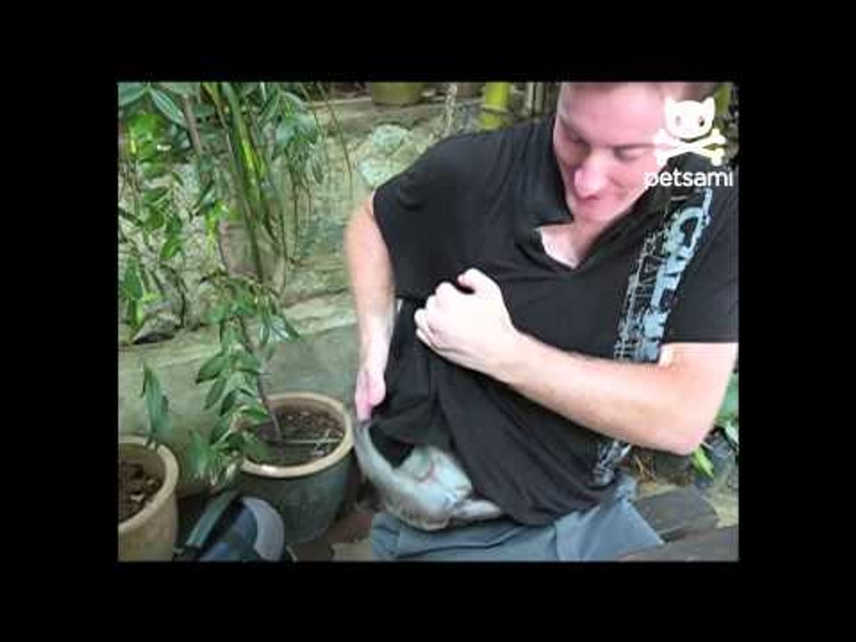Curious monkey explores a shirt