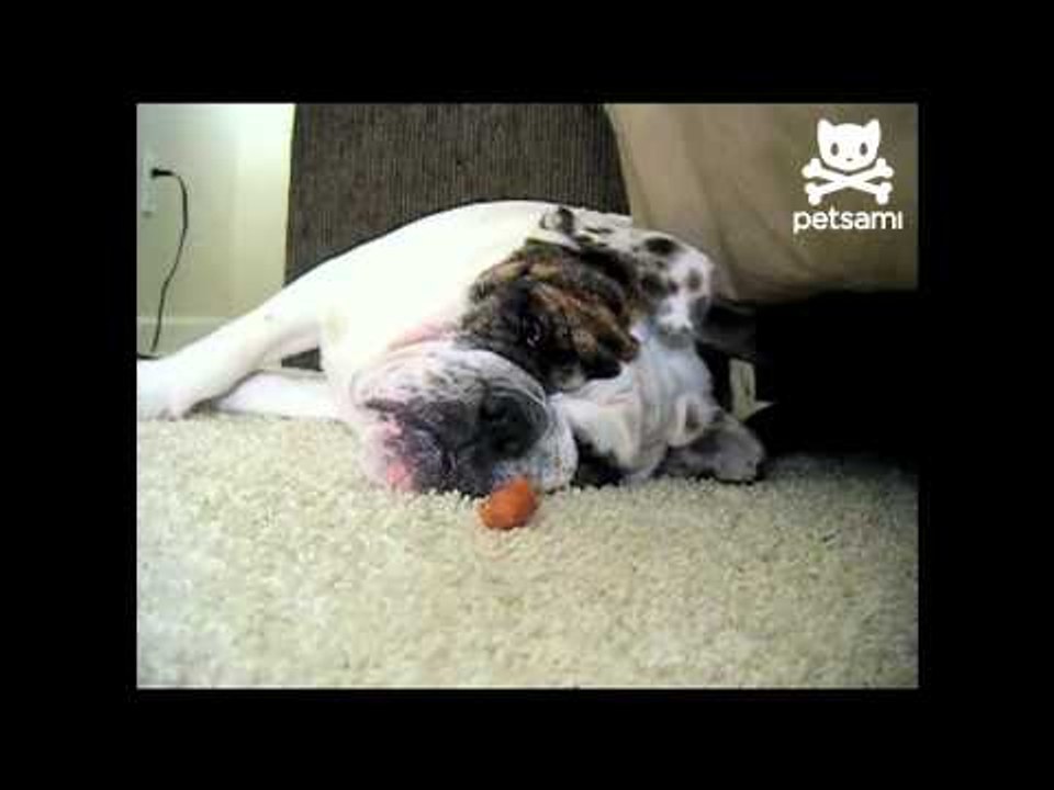 Snoring dog wakes to the smell of food