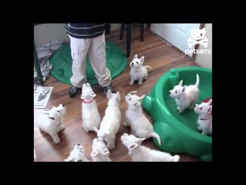 Terrier pups ravage their food bowl