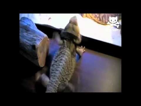 Dancing lizard puts on the moves