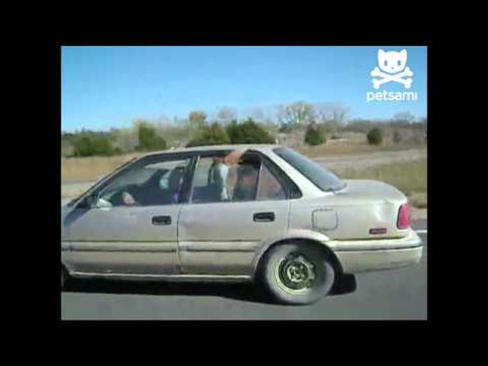 Tired horse hitches a ride in car