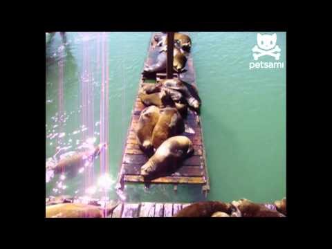 Sunbathing sea lions slip off slanted dock