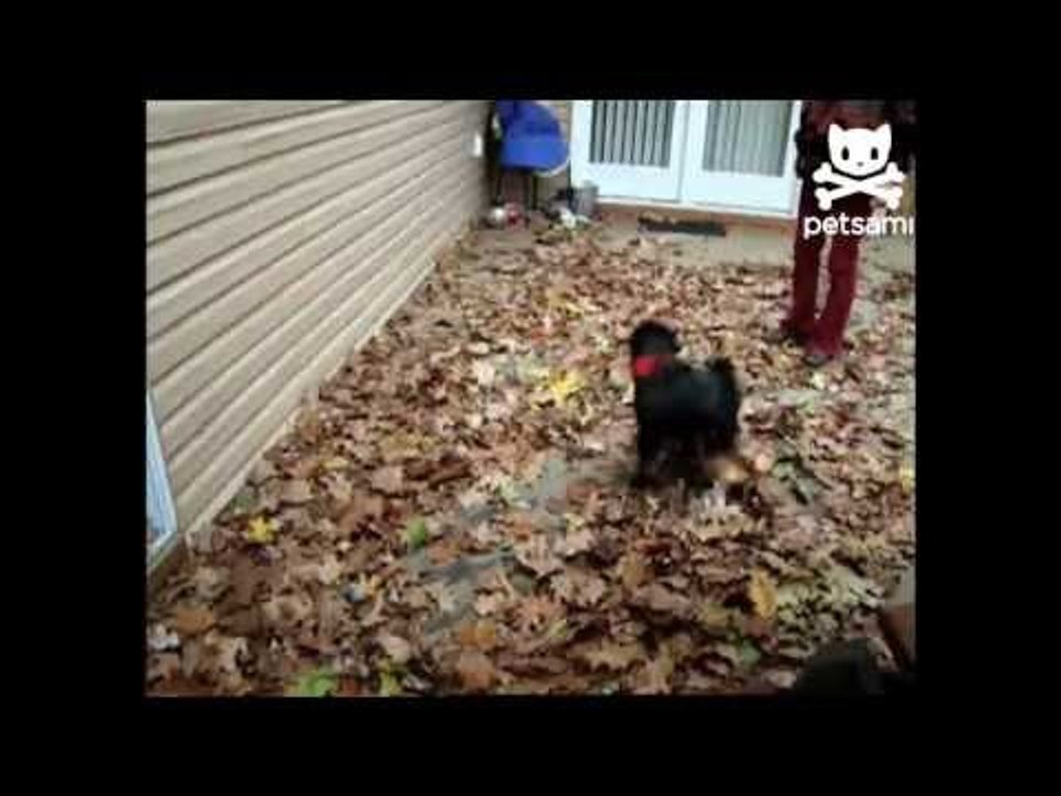 Wound up dog spins like a tornado