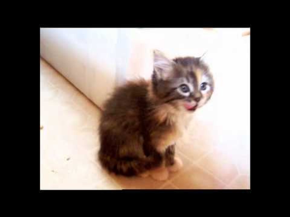 Cute kitten falls asleep sitting up