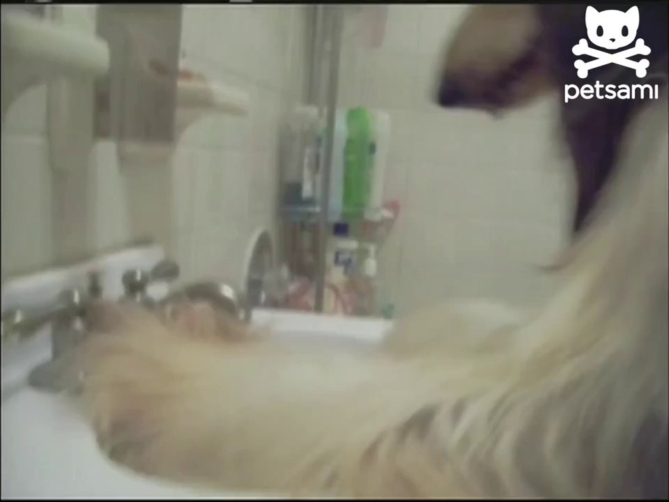 Driven dog keeps drinking from the sink video Dailymotion