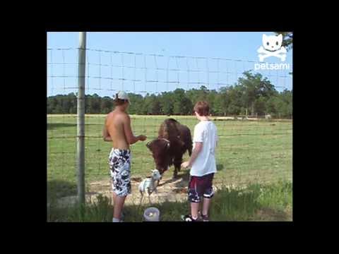 Jealous buffalo headbutts innocent goat