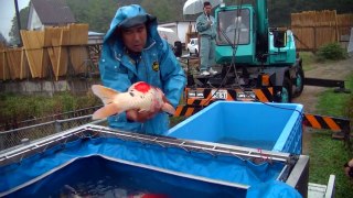 Beppu Jumbo Koi Harvest