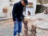 伊豆、波勝崎苑の猿（おサルの味方）Japanese Macaque Monkeys