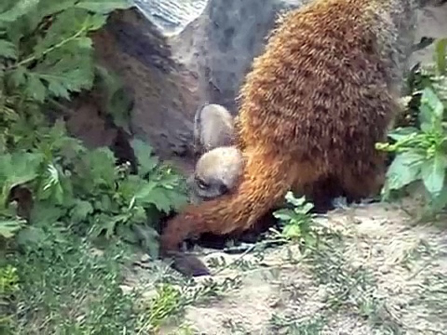 2 1/2 weeks old baby meerkats... Update!