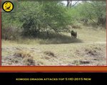 Clip Animal Lion vs Hyena vs Baboon vs Buffalo Deadly fights 2015 HD