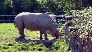 Black Rhinoceros at Chester Zoo
