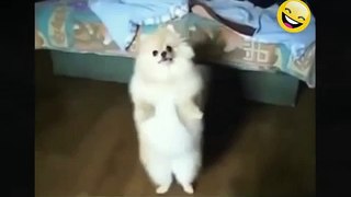 Cute Dancing Dogs! BIG COMPILATION 2015 NEW HD