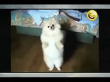 Cute Dancing Dogs! BIG COMPILATION 2015 NEW HD