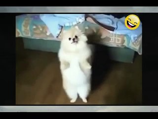 Cute Dancing Dogs! BIG COMPILATION 2015 NEW HD