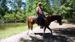 Spirit - 5 yr. old APHA gelding registered American Paint Horse Association