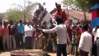 Indian Wedding Dance with Horse Funny   Video