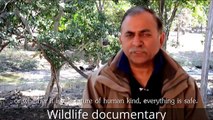 animals documentary   animals documentary national geographic   wildlife documentary