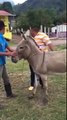 You will never try to ride a donkey - donkey fail