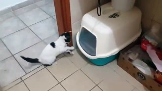 Kitten Practices Boxing Skills   Funny Videos at Videobash